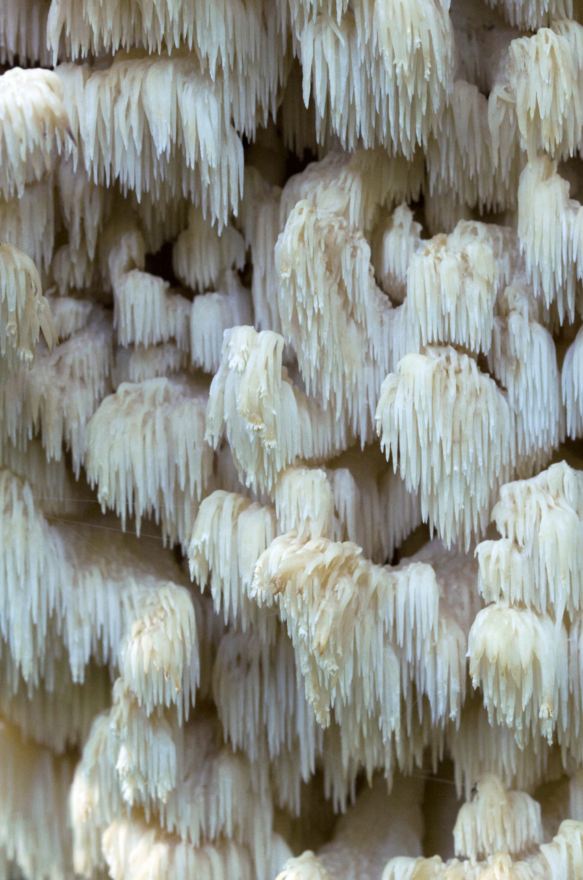 Lions Mane Mushroom