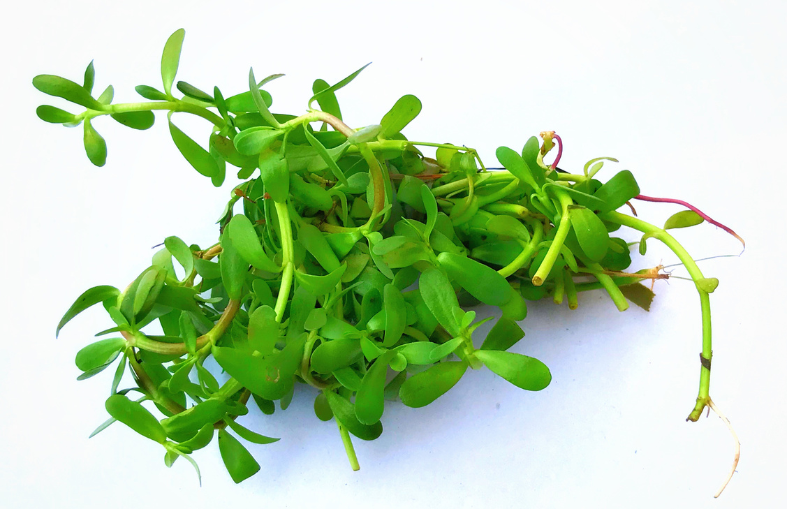 Brahmi plant, Bacopa monnieri