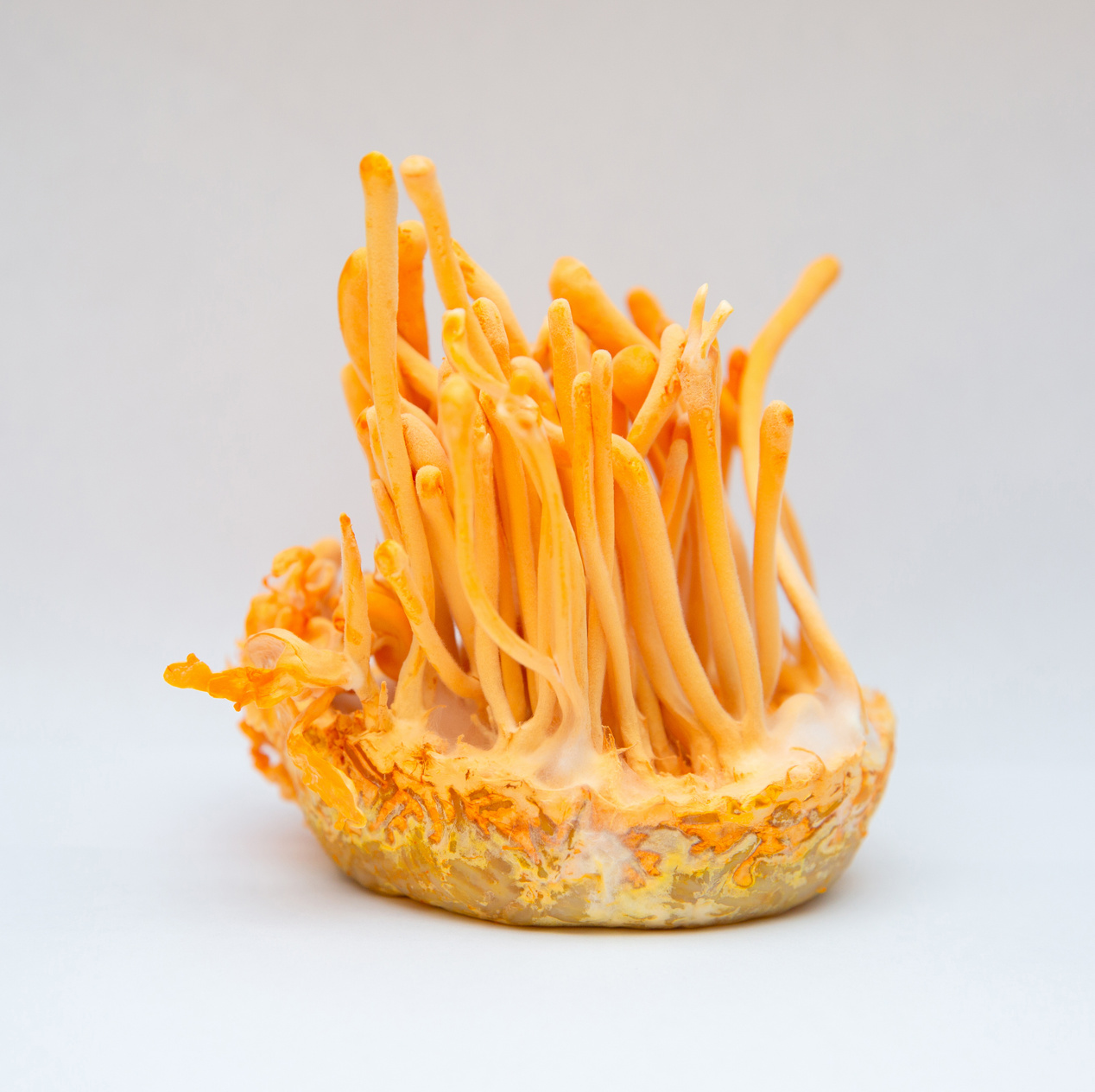 Cordyceps militaris is a species of fungus in the bottle at control temperature room, and the type species of the genus Cordyceps.